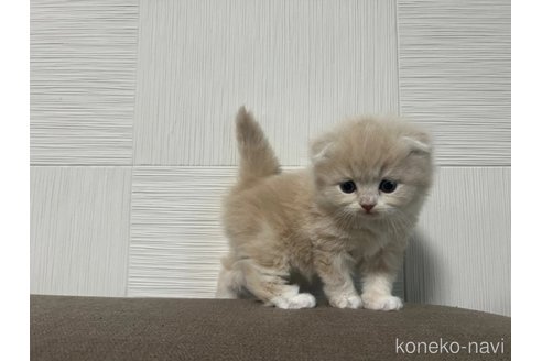 成約済の茨城県のスコティッシュフォールド-109595の2枚目